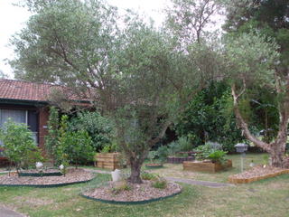 The Olive Tree